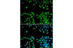 Immunofluorescence (IF) image for anti-Polymerase (RNA) II (DNA Directed) Polypeptide L, 7.6kDa (POLR2L) antibody (ABIN1874190) (POLR2L Antikörper)