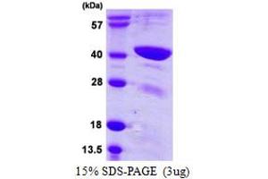 SDS-PAGE (SDS) image for Transcription Factor B1, Mitochondrial (TFB1M) (AA 28-346) protein (His tag) (ABIN667947)