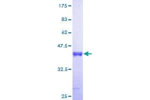 ISCA1 Protein (AA 1-129) (GST tag)