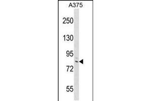 Western blot analysis in A375 cell line lysates (35ug/lane). (DEF6 Antikörper  (C-Term))