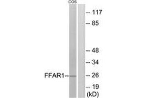 Western blot analysis of extracts from COS7 cells, treated with forskolin 40nM 30', using FFAR1 Antibody. (FFAR1 Antikörper  (AA 185-234))