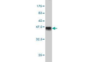 Western Blot detection against Immunogen (40. (TESK2 Antikörper  (AA 405-542))