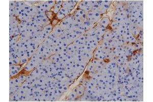 ABIN6267509 at 1/200 staining Mouse pancreas tissue sections by IHC-P. (STAT1 Antikörper  (pTyr701))