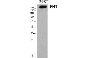 Western Blot analysis of various cells using FN1 Polyclonal Antibody diluted at 1:2000. (Fibronectin 1 Antikörper  (AA 2310-2390))