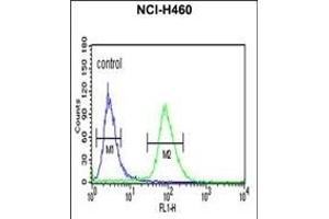 IDH3G Antibody (C-term) (ABIN653754 and ABIN2843054) flow cytometric analysis of NCI- cells (right histogram) compared to a negative control cell (left histogram). (IDH3G Antikörper  (C-Term))