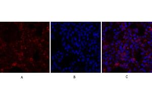 Immunofluorescence analysis of rat lung tissue.