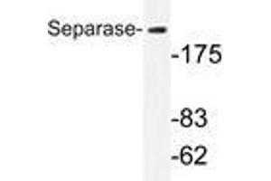 Western blot analysis of Separase antibody (9AP20283PU-N) in extracts from 293 cells. (Separase Antikörper)