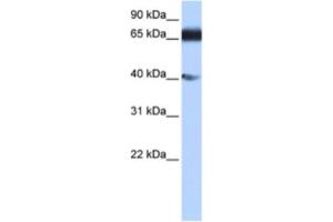 Western Blotting (WB) image for anti-Zinc Finger Protein 879 (ZNF879) antibody (ABIN2463463)