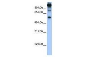 Image no. 1 for anti-FEZ Family Zinc Finger 1 (FEZF1) (AA 402-451) antibody (ABIN6739287) (FEZF1 Antikörper  (AA 402-451))