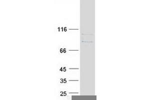 Validation with Western Blot (HSP90AA1 Protein (Transcript Variant 1) (Myc-DYKDDDDK Tag))