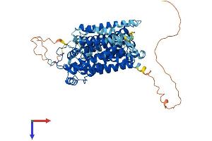 SLC5A5 Protein (AA 1-618) (His tag)