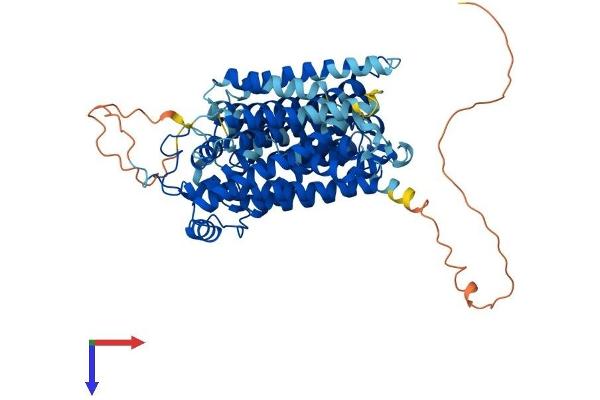 SLC5A5 Protein (AA 1-618) (His tag)