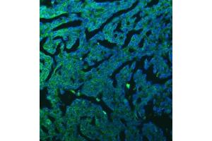 IF analysis of SFXN3 using anti-SFXN3 antibody (ABIN7601302). (SFXN3 Antikörper  (AA 32-321))