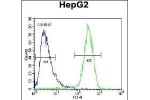 Flow Cytometry (FACS) image for anti-Hexosaminidase A (HEXA) (AA 142-170), (N-Term) antibody (ABIN390929)