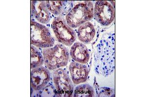 ENOA Antibody (C-term) (ABIN1882077 and ABIN2839495) immunohistochemistry analysis in formalin fixed and paraffin embedded human kidney tissue followed by peroxidase conjugation of the secondary antibody and DAB staining. (ENO1 Antikörper  (C-Term))
