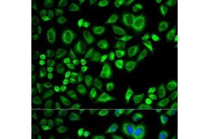 Immunofluorescence analysis of A549 cells using APOD Polyclonal Antibody (Apolipoprotein D Antikörper)