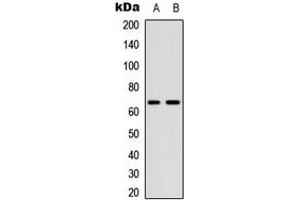 Western blot analysis of CDC25B (pS323) expression in A549 (A), NIH3T3 (B) whole cell lysates. (CDC25B Antikörper  (pSer323))