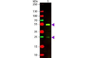 Western Blot of Rabbit anti-Dog IgG Texas Red Conjugated Antibody. (Kaninchen anti-Hund IgG (Heavy & Light Chain) Antikörper (Texas Red (TR)) - Preadsorbed)