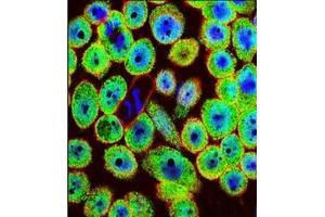 Confocal immunofluorescent analysis of HN1 / ARM2 Antibody (Center) Cat.