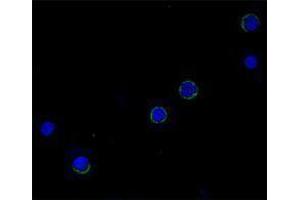 Immunofluorescence (IF) image for anti-Interleukin 6 (IL6) antibody (Biotin) (ABIN2661240) (IL-6 Antikörper  (Biotin))