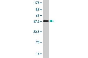 Western Blotting (WB) image for anti-Tripartite Motif Containing 28 (TRIM28) (AA 379-524) antibody (ABIN564395)
