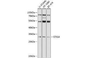 Western blot analysis of extracts of various cell lines, using STX1A antibody (ABIN6132695, ABIN6148659, ABIN6148661 and ABIN6221218) at 1:1000 dilution. (STX1A Antikörper  (AA 1-288))