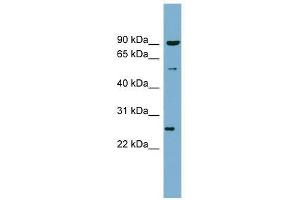 VAMP7 antibody used at 0.