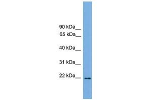 WB Suggested Anti-Jundm2 Antibody Titration:  0. (JDP2 Antikörper  (C-Term))