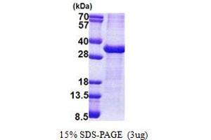 SDS-PAGE (SDS) image for ATPase, Na+/K+ Transporting, beta 1 Polypeptide (ATP1B1) (AA 63-303) protein (His tag) (ABIN5853178) (ATP1B1 Protein (AA 63-303) (His tag))