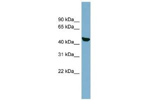 WB Suggested Anti-C22orf28 Antibody Titration: 0. (C22orf28 Antikörper  (N-Term))