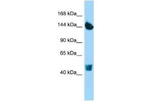 Host: Rabbit Target Name: COL22A1 Sample Type: HepG2 Whole Cell lysates Antibody Dilution: 1.