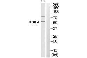 Western blot analysis of extracts from 3T3 cells, using TRAF4 antibody. (TRAF4 Antikörper)