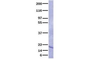 Validation with Western Blot (FGF1 Protein)