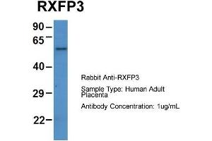 Host: Rabbit  Target Name: RXFP3  Sample Tissue: Human Adult Placenta  Antibody Dilution: 1. (Relaxin 3 Receptor 1 Antikörper  (N-Term))