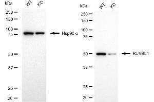 Western blotting analysis using RUVBL1 antibody (ABIN7800967). (Rekombinanter RuvB Like AAA ATPase 1 Antikörper)