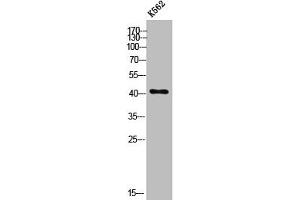 Western Blot analysis of K562 cells using ZnT-8 Polyclonal Antibody (SLC3A8 (Internal Region) Antikörper)