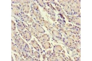 Immunohistochemistry of paraffin-embedded human pancreatic tissue using ABIN7169647 at dilution of 1:100 (SRP19 Antikörper  (AA 2-144))