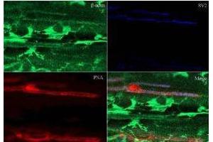 Immunohistochemistry of Rabbit Anti-Beta Actin Antibody. (beta Actin Antikörper  (AA 359-368))