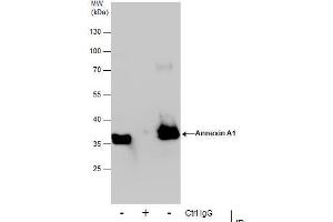 Immunoprecipitation (IP) image for anti-Annexin A1 (ANXA1) antibody (ABIN2854920)