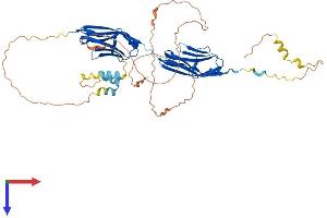 Myotilin Protein (MYOT) (AA 1-496) (His tag)