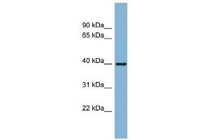 ELMOD2 antibody used at 1 ug/ml to detect target protein. (ELMOD2 Antikörper  (N-Term))