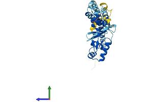 SNF8 Protein (AA 1-258) (His tag)