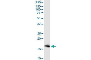 Western Blotting (WB) image for anti-Prostaglandin E Synthase (PTGES) (AA 1-152) antibody (ABIN523023)