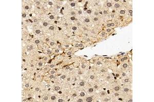 Immunohistochemistry of paraffin embedded rat liver using EP0 (ABIN7073860) at dilution of 1: 900 (400x lens)