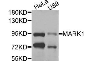 Western blot analysis of extracts of HeLa and U89 cells, using MARK1 antibody. (MARK1 Antikörper)