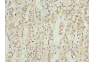 Immunohistochemistry of paraffin-embedded human adrenal gland tissue using ABIN7167209 at dilution of 1:100