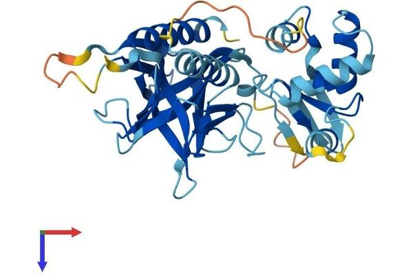Pleckstrin Protein (PLEK) (AA 1-350) (His tag)