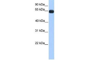 ZNF100 antibody used at 0.