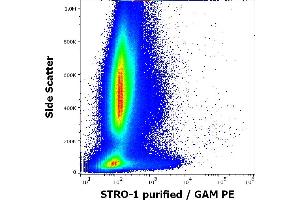 Flow cytometry surface staining pattern of human bone marrow cells stained using anti-human STRO-1 (STRO-1) purified antibody (concentration in sample 4 μg/mL, GAM PE). (STRO-1 Antikörper)