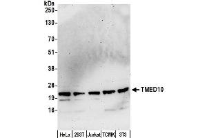 Western Blotting (WB) image for anti-Transmembrane Emp24-Like Trafficking Protein 10 (TMED10) (AA 169-219) antibody (ABIN7450830)